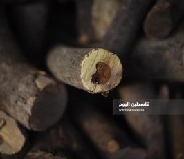 حطب ‫(85309014)‬ ‫‬.JPG