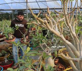 نبتة الصبار بألوان وأنواع جذابة شمال قطاع غزة (3).jpg