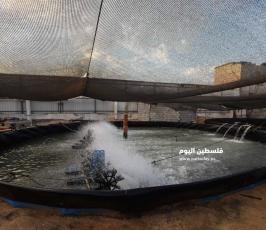 سمك ‫(342463677)‬ ‫‬.jpg