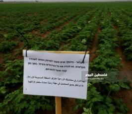 محاصيل زراعية (12).jpeg