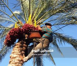 جني ثمار البلح في دير البلح (7).jpg
