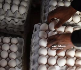 مزارع بيض ‫(293561241)‬ ‫‬.jpg