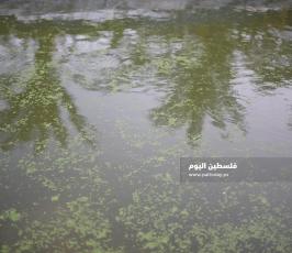 الأزولا تنجح في غزة ..بديل طبيعي للأعلاف التجارية ‫(39059976)‬ ‫‬.jpeg