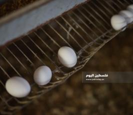 مزارع بيض ‫(293561235)‬ ‫‬.jpg
