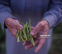 هليون ‫(290538169)‬ ‫‬.jpg