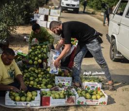 قطف حمضيات  ‫(65330697)‬ ‫‬.jpg