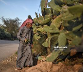 هليون ‫(290538162)‬ ‫‬.jpg