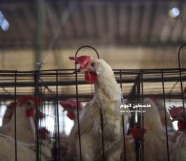 مزارع بيض ‫(293561236)‬ ‫‬.jpg