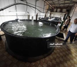 سمك ‫(342463676)‬ ‫‬.jpg