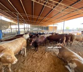 مزارع العجول بغزة  (1).jpeg