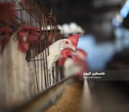 مزارع بيض ‫(293561225)‬ ‫‬.jpg