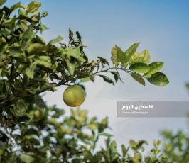 قطف حمضيات  ‫(65330686)‬ ‫‬.jpg