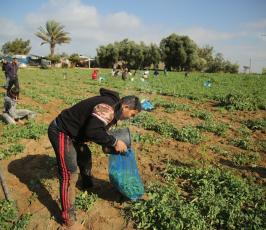 مزارعون فلسطينيون يحصدون البازلاء  ‫(44433922)‬ ‫‬.JPG