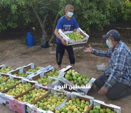 جوافة8.jpg