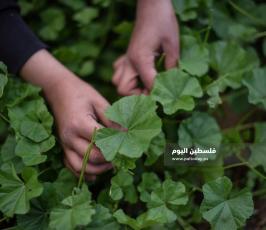 خبيزة ‫(290158013)‬ ‫‬.jpg