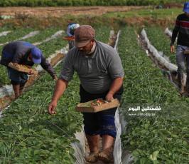 فراولة  (1).jpg