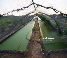 الأزولا تنجح في غزة ..بديل طبيعي للأعلاف التجارية ‫(39059972)‬ ‫‬.jpeg