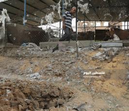 أضرار في مزرعة للبقر إثر القصف الصهيونى (13).JPG