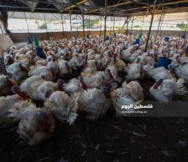 مزارع حبش ‫(166361625)‬ ‫‬.jpg