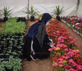فتاة غزية تفتح مشتلاً للورود في خانيونس جنوب قطاع غزة (11).jpeg