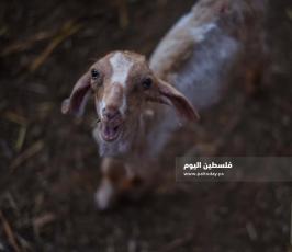 عيد الاضحى ‫(173447294)‬ ‫‬.jpg