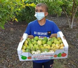 جوافة7.jpg
