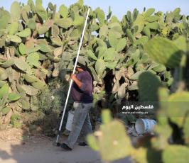 موسم جني فاكهة الصبر في غزة (1).jpg