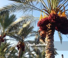 جني ثمار البلح في دير البلح (16).jpg