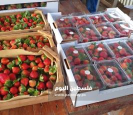 فراولة غزة10.jpg