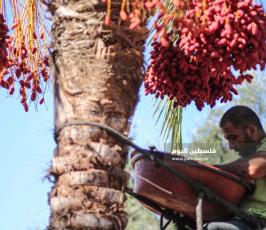 موسم قطف ثمار البلح فى غزة ‫(38928907)‬ ‫‬.JPG