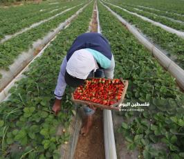 فراولة  (12).jpg