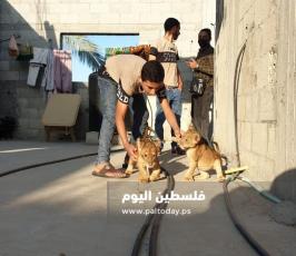 شبل اسد10.jpg
