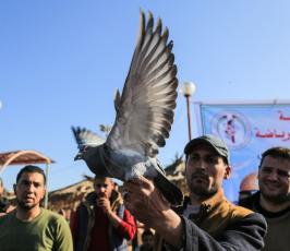  سباق للحمام الزاجل في ميناء غزة  ‫(42336773)‬ ‫‬.JPG