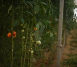 المحررات  بعد 13 عام من الإنسحاب (5).jpeg