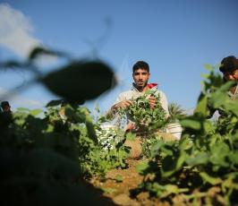 مزارعون فلسطينيون يحصدون البازلاء  ‫(44433928)‬ ‫‬.JPG
