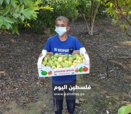 جوافة5.jpg