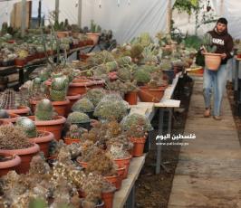 نبتة الصبار بألوان وأنواع جذابة شمال قطاع غزة (10).jpg