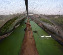 الأزولا تنجح في غزة ..بديل طبيعي للأعلاف التجارية ‫(39059982)‬ ‫‬.jpeg