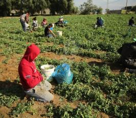 مزارعون فلسطينيون يحصدون البازلاء  ‫(44433921)‬ ‫‬.JPG