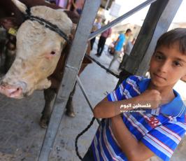  اضاحي امام منازلهم استعداد لذبحها ‫(38535684)‬ ‫‬.JPG