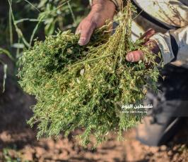 جنى العدس ‫(224350093)‬ ‫‬.jpg