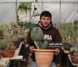 نبتة الصبار بألوان وأنواع جذابة شمال قطاع غزة (11).jpg