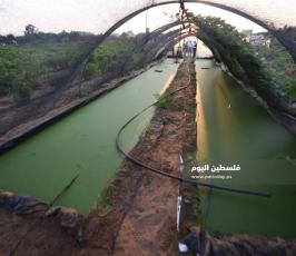 الأزولا تنجح في غزة ..بديل طبيعي للأعلاف التجارية ‫(39059970)‬ ‫‬.jpeg