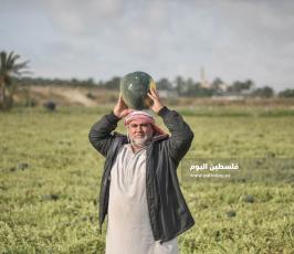 بطيخ ‫(222794304)‬ ‫‬.jpg