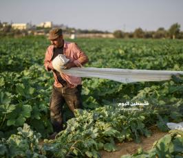 كوسا ‫(273277256)‬ ‫‬.jpg