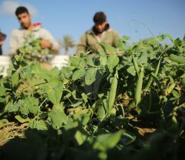 مزارعون فلسطينيون يحصدون البازلاء  ‫(44433929)‬ ‫‬.JPG