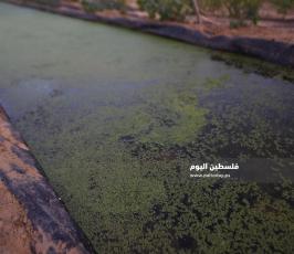 الأزولا تنجح في غزة ..بديل طبيعي للأعلاف التجارية ‫(39059971)‬ ‫‬.jpeg