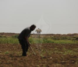 صور زراعة اشتال الزيتون على الحدود  ‫(38273555)‬ ‫‬.JPG