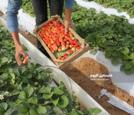 فراولة  (19).jpg