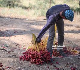 موسم قطف ثمار البلح فى غزة ‫(38928909)‬ ‫‬.JPG